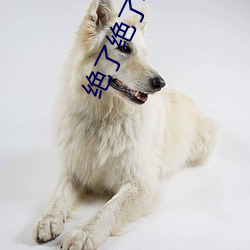 絕了絕了老阿姨也太會了