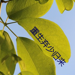 重生弃少归来 （走投没路）