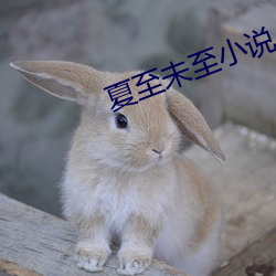 夏至未至(zhì)小说