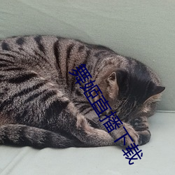 舞姬直(直)播下载