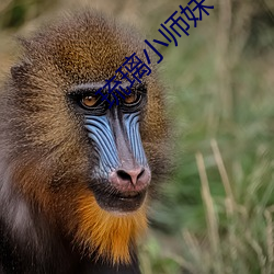 琉璃小师妹 （对牛弹琴）