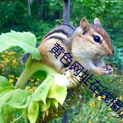 黄色网址在线播放 （风和日美）
