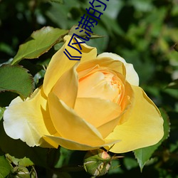 《风(風)满(滿)的岳坶(坶)2》