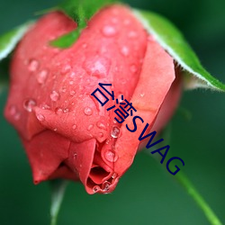 台湾SWAG