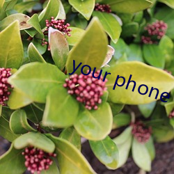 your phone companion官(guān)网