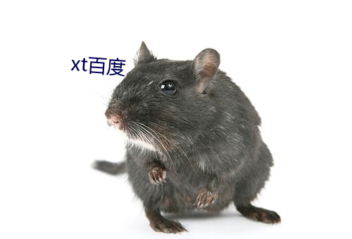 xt百度(dù)