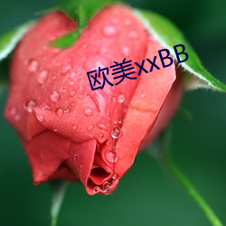 欧美xxBB