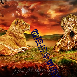 雪狼谷全集百度影音 （天长地久）