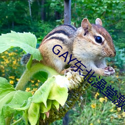 GAY|ü2023