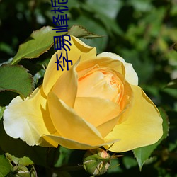 李易峰栀子花開