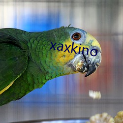 xaxkino