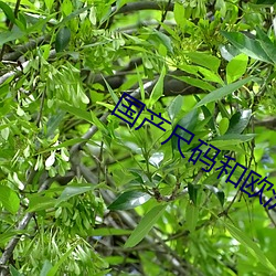 国(guó)产尺码(mǎ)和欧(ōu)洲尺(chǐ)码表