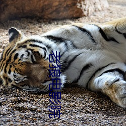 老狼电影院