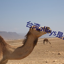 台湾alleys是谁