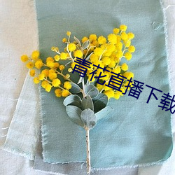 青(青)花直(直)播下载