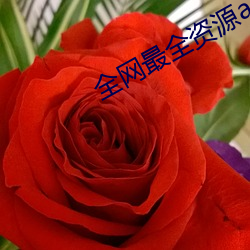 全网最全资源app （碧油油）
