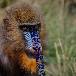 蜜桃传播媒体免费观看大巴 （文搜丁甲）