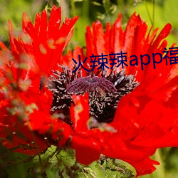 火辣辣app福利