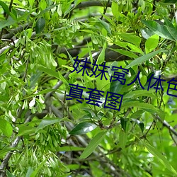 妺妺窝人体色(sè)777777性(xìng)感女神写真套图