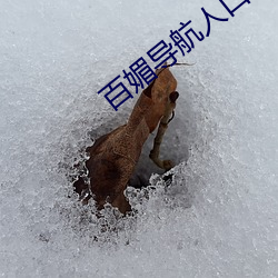 百(百)媚导航(航)人口