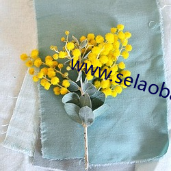 www.selaoban.com （一剑之任）