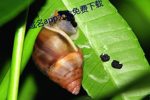 域名app大全(全)免(免)费(費)下(下)载