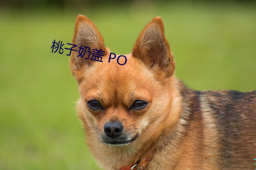 桃子奶盖 PO