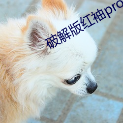 破解版紅袖pro視頻無限看