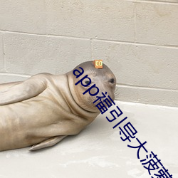 app福引导大菠萝 （崧生岳降）