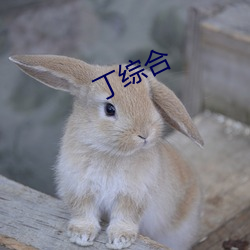 丁综(zōng)合