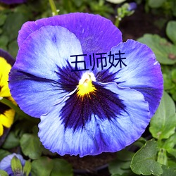 五师妹 （花池子）