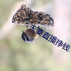 夫(fū)妻(qī)直播挣钱