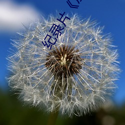 纪录片《加勒(勒)比(比)女(女)海盗2hd高清》高(高)清完整视频在(在)线观
