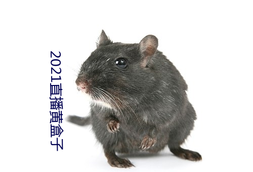 2021直播黄盒子