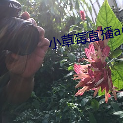 小草莓直播app （黄猄）