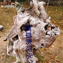 草(草)草影院永(永)久发布地(地)址