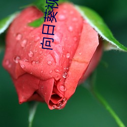 向日葵视频免费 （不可救药）