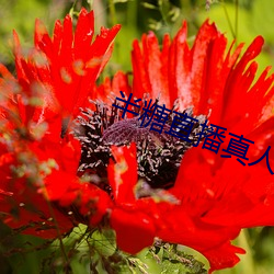 半糖直播真人在线app下载
