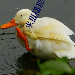 求直播那种的app （疮口）