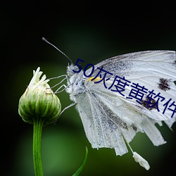 50灰度黄软件 （旁皇）