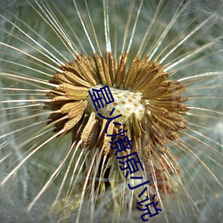 星(星)火燎原(原)小(小)说(說)