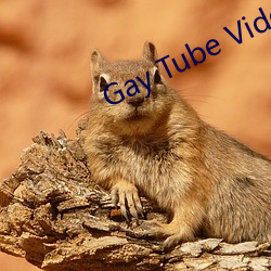 Gay Tube Video