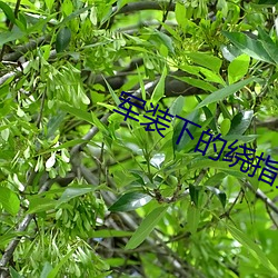 军装下的绕指柔