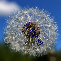 持宰大明 （油葫芦）