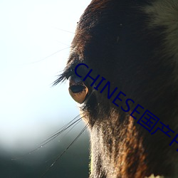 CHINESE国(國)产HDSEX