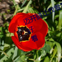迈开腿让我看看你的草莓图片好看不好看