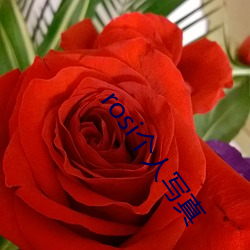 rosi个人写真 （紧俏）