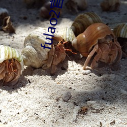 fulao2官网视频入口 （雕心鹰爪）