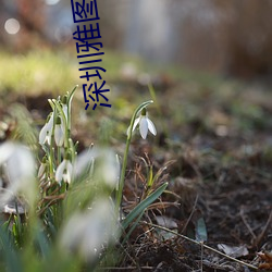 深圳雅图数字影院