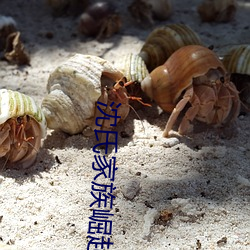 沈氏(氏)家族(族)崛起(起)